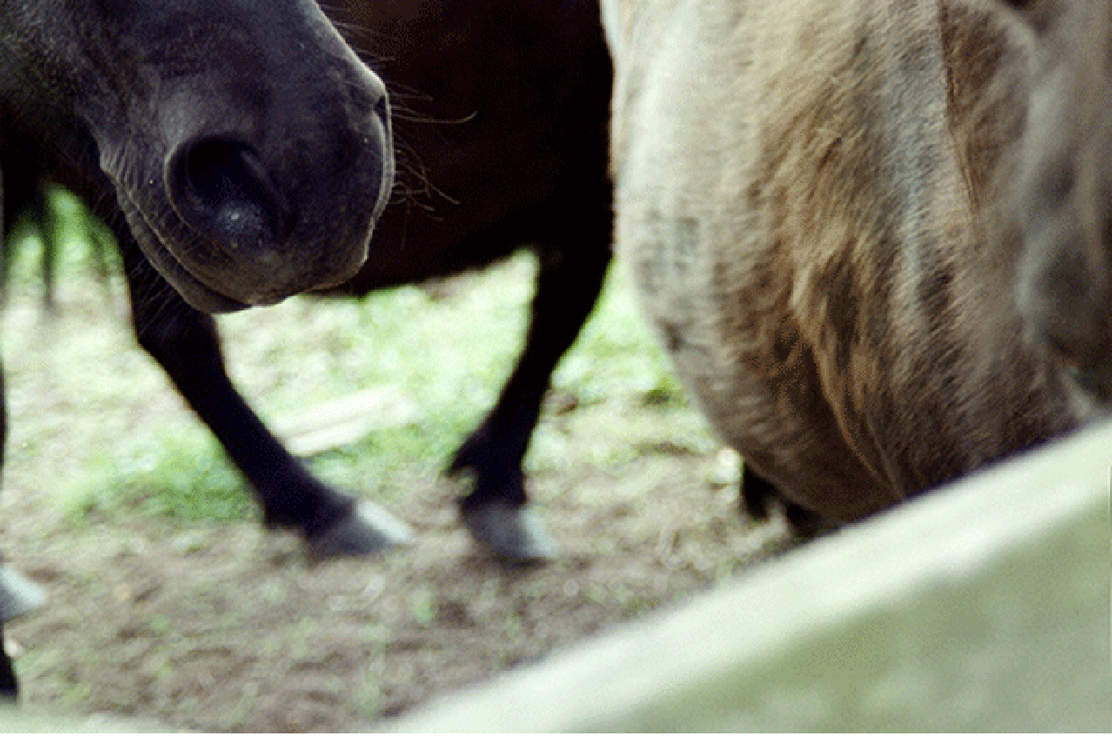 Horses