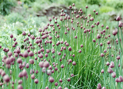 Garden Chives